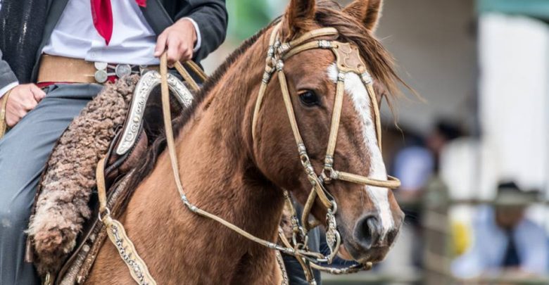 12 ideias de Cavalos e Aperos  cavalos, cavalo crioulo, crioulos