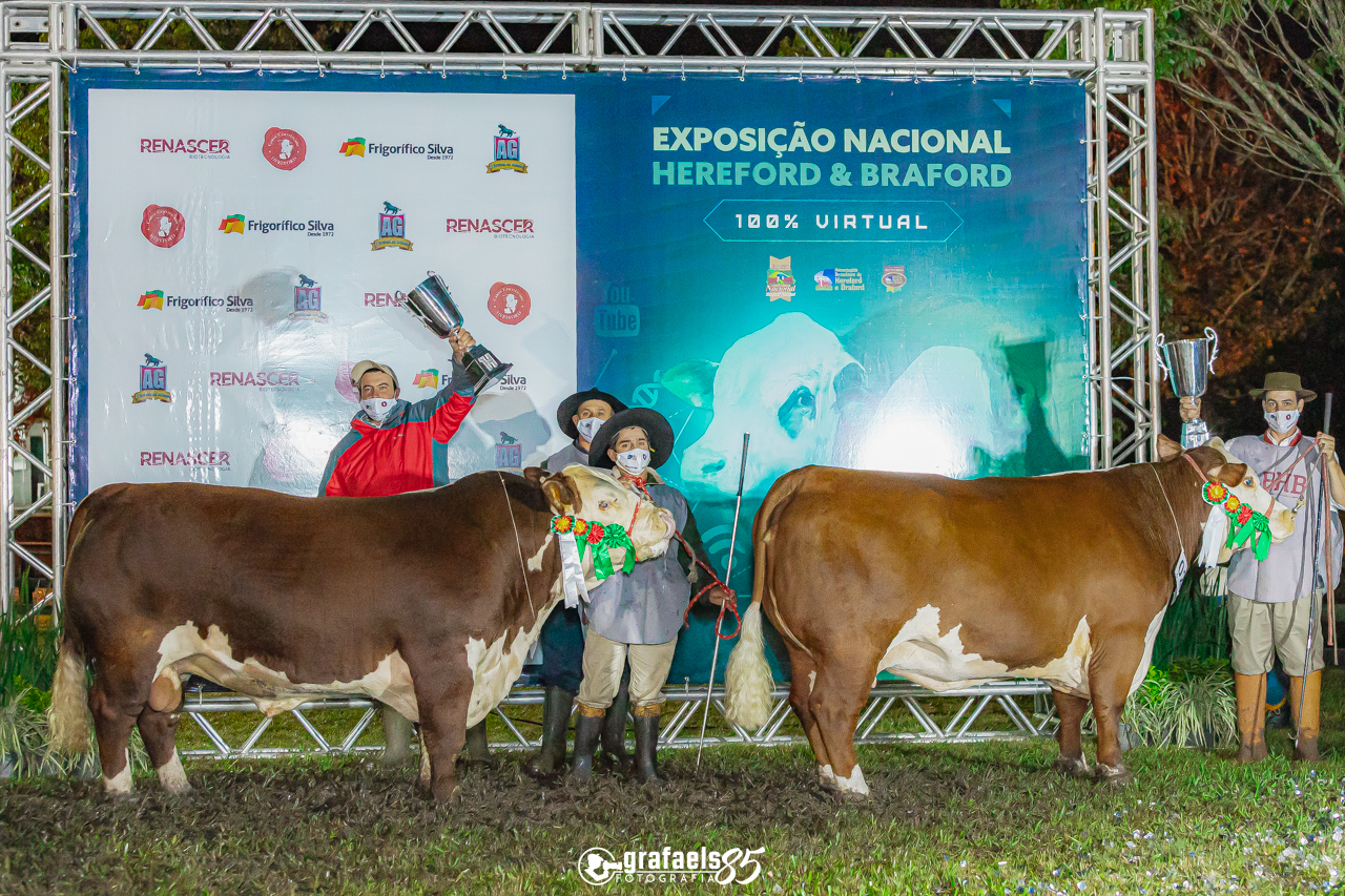 Venda de touros POLLED HEREFORD