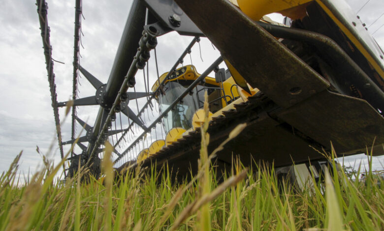 Abertura Oficial Da Colheita Do Arroz Será Lançada Na Expointer 6693